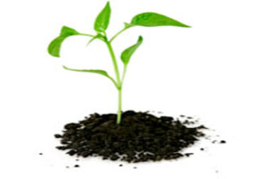 آیا گوگرد در جذب عناصر مغذی خاک توسط گیاهان نقش دارد؟